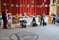 Click to view album: 21.4.2013 - Klubová výstava německého klubu tibetských plemen Frankfurt, D