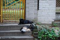 Click to view album: 1.7.2012 - Národní výstava psů Klatovy