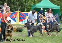 Click to view album: 8.9.2018 - Klubová výstava klubu Tibetské dogy  a Bonitace