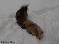 Click to view album: 24.2.2013 - Napadly spousty sněhu